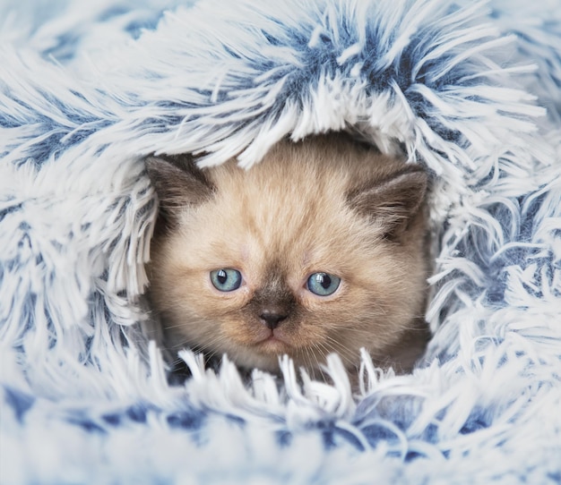 Simpatico gattino seal point che fa capolino da sotto la morbida coperta blu di pelliccia