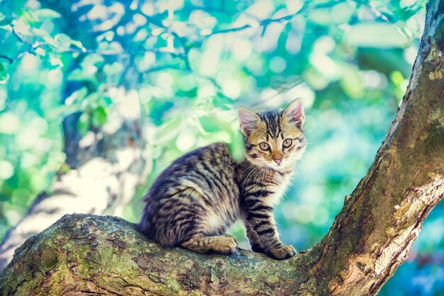 Simpatico gattino seduto sull'albero in giardino