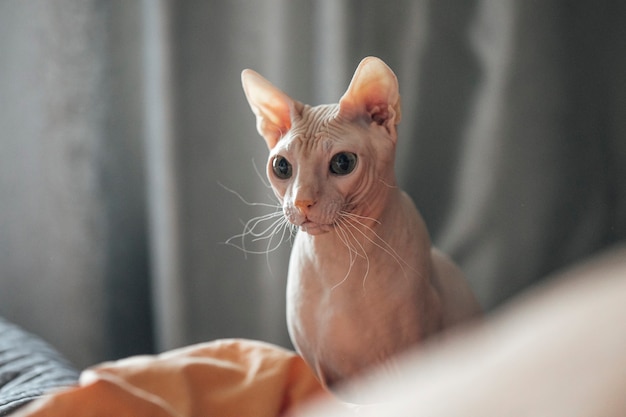 simpatico gattino sfinge seduto sul letto