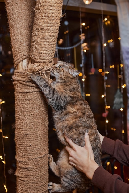 Simpatico gattino soriano appoggiato con soddisfazione contro un nuovo palo di corda che graffia guardando la telecamera con un'espressione curiosa
