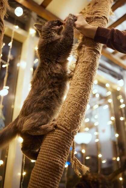 Simpatico gattino soriano appoggiato soddisfatto contro un nuovo palo di corda graffiante guardando il ca...
