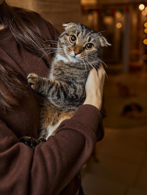 Simpatico gattino soriano gatto europeo a pelo corto nelle mani.