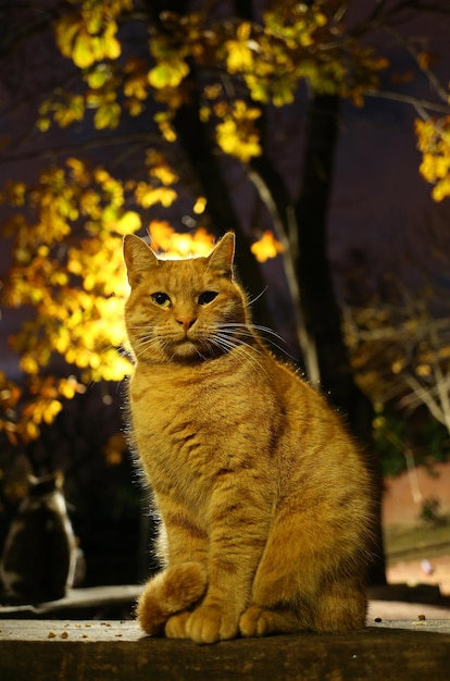 Simpatico gatto arrotolato seduto di fronte a uno sfondo sfocato in un parco pubblico