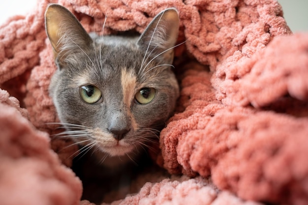 Simpatico gatto avvolto in morbido plaid lavorato a maglia e guardando con ansia la telecamera
