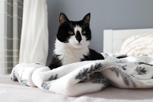 Simpatico gatto bianco e nero giace su un letto su un plaid