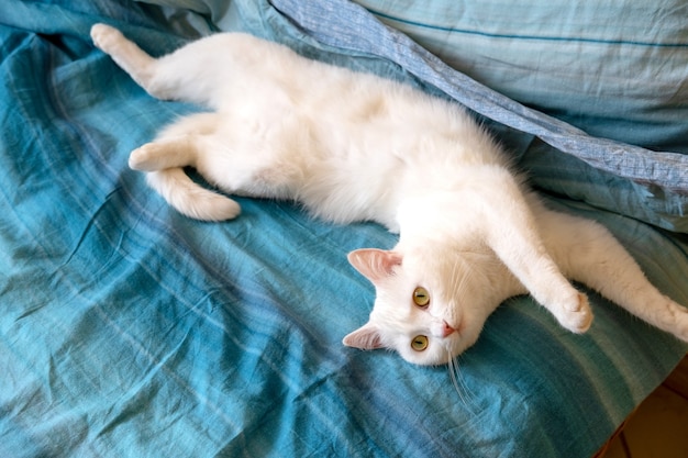 Simpatico gatto bianco sdraiato a letto. Fluffy pet stretching. Gattino sveglio che si estende sul letto