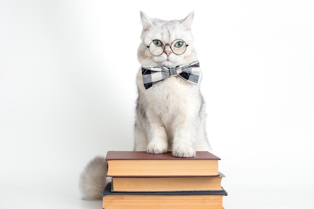 Simpatico gatto bianco serio con un farfallino e occhiali in piedi su una pila di vecchi libri