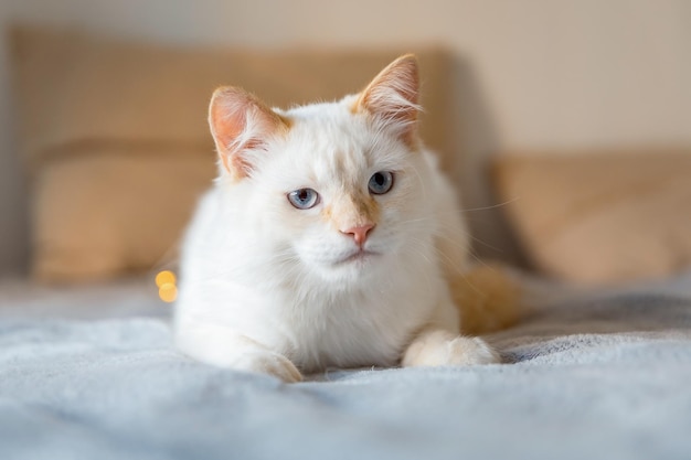 Simpatico gatto birichino con luci a casa