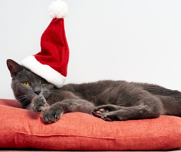 Simpatico gatto birichino con un cappello da Babbo Natale