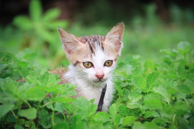 Simpatico gatto birichino in primo piano