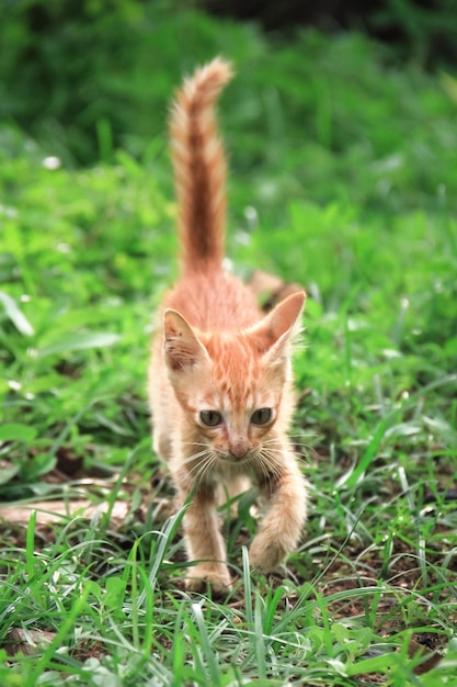 Simpatico gatto birichino in primo piano