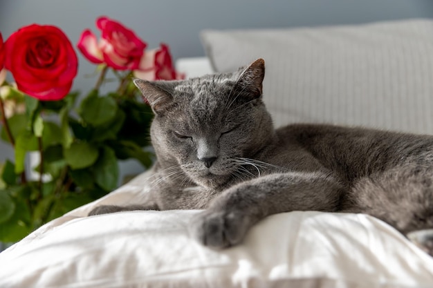 Simpatico gatto britannico sul letto accanto a un mazzo di rose.