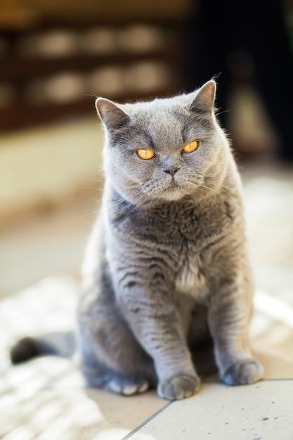 Simpatico gatto British shorthair con gli occhi arancioni