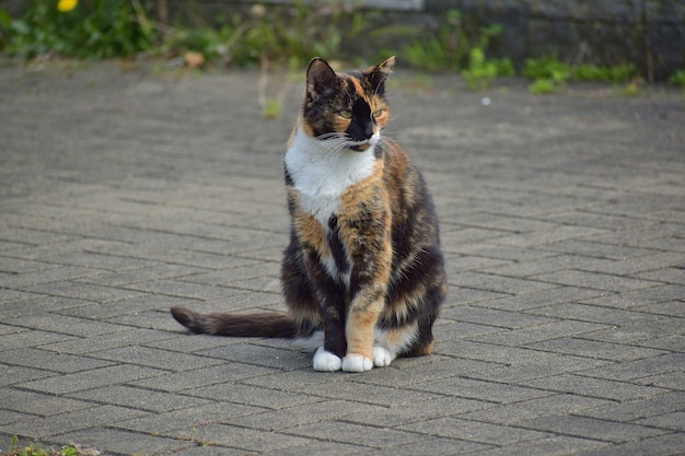 Simpatico gatto calico tricolore seduto per terra