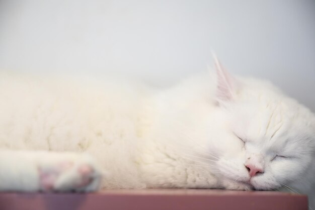 Simpatico gatto che dorme durante il giorno