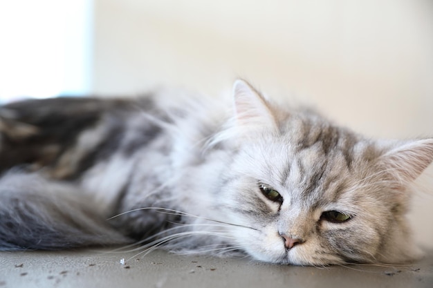 Simpatico gatto che dorme durante il giorno