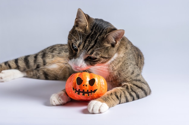 Simpatico gatto che gioca con una zucca di Halloween