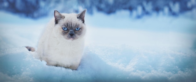 Simpatico gatto color point che cammina nella neve profonda in inverno Banner orizzontale