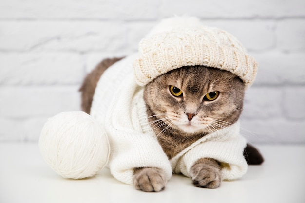 Simpatico gatto con maglione e cappello