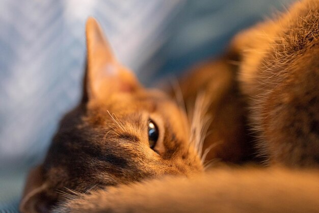 Simpatico gatto di razza abissina che dorme su un divano. Gatto assonnato.