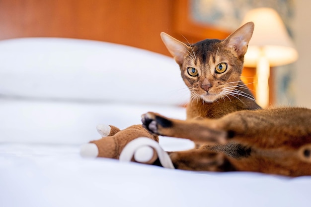 Simpatico gatto di razza abissina che gioca con un giocattolo in una stanza d'albergo. Morbido carino