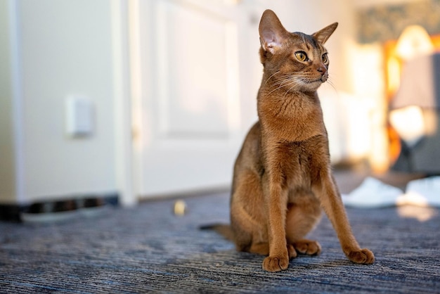 Simpatico gatto di razza abissina che gioca con un giocattolo in una stanza d'albergo. Morbido carino