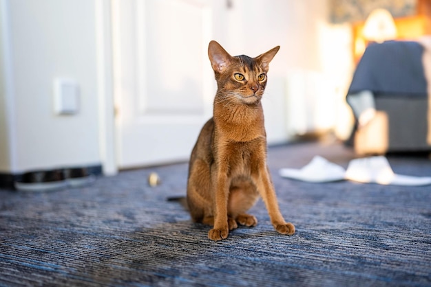 Simpatico gatto di razza abissina che gioca con un giocattolo in una stanza d'albergo. Morbido carino