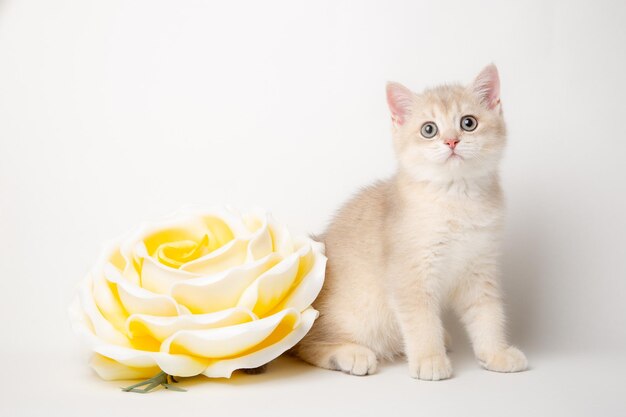 Simpatico gatto di razza britannica con un grande fiore su sfondo bianco