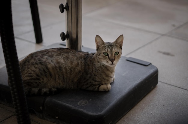 Simpatico gatto di strada con gli occhi verdi