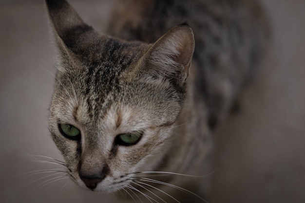 Simpatico gatto di strada con gli occhi verdi