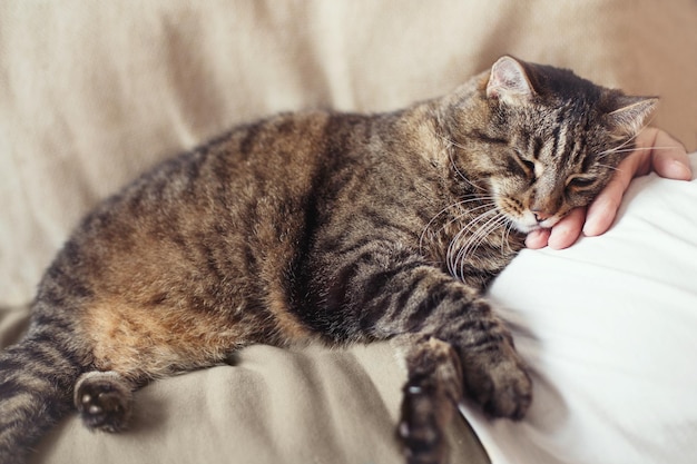 Simpatico gatto domestico grigio dorme sul petto del proprietario