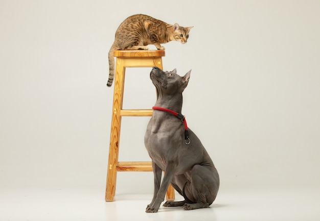 Simpatico gatto e cane sul muro bianco Soffici amici Thai Ridgeback e Serengeti cat