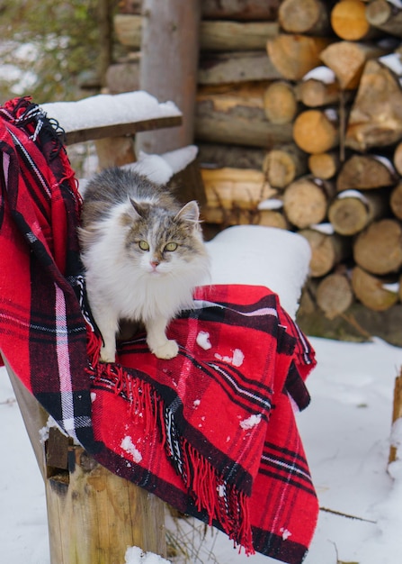 Simpatico gatto grigio bianco seduto sul cortile rustico grezzo panca in legno con accogliente Natale tartan rosso plaid Inverno in campagna all'aperto tempo nevoso Messa a fuoco selettiva verticale