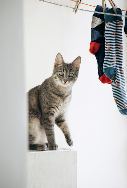 Simpatico gatto grigio che gioca con calzini colorati, faccia buffa