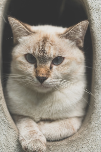 Simpatico gatto grigio che si diverte