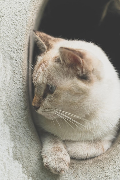 Simpatico gatto grigio che si diverte