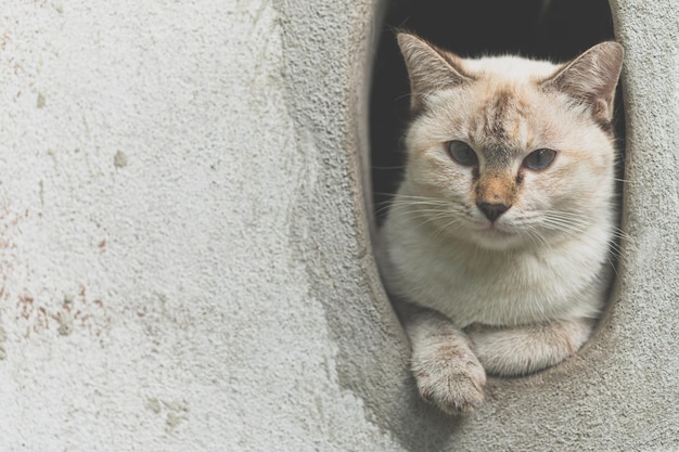 Simpatico gatto grigio che si diverte