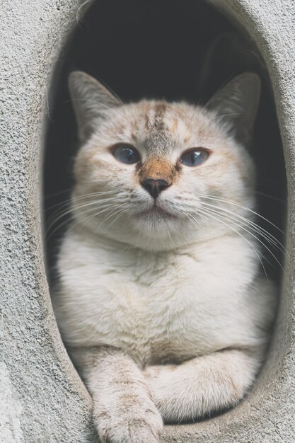 Simpatico gatto grigio che si diverte