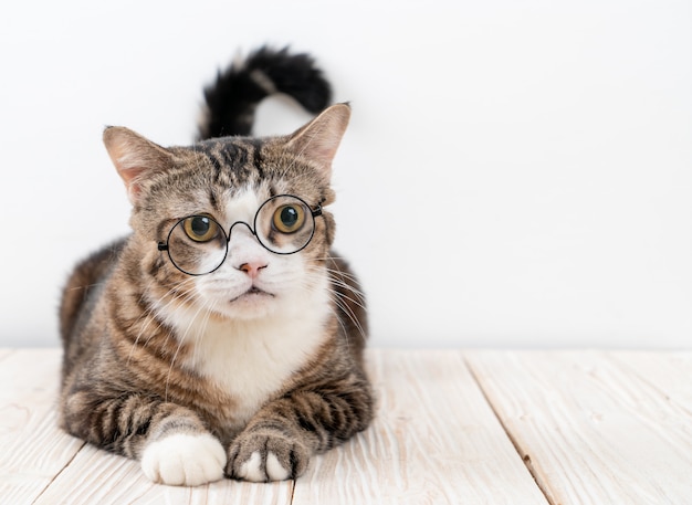 simpatico gatto grigio con gli occhiali