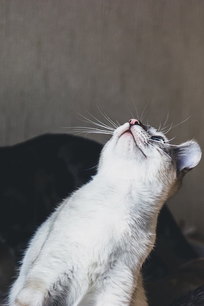 Simpatico gatto grigio con occhi azzurri, naso rosa e lunghi baffi alza lo sguardo.