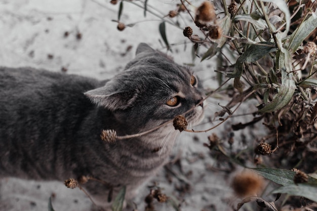 Simpatico gatto grigio con occhi marroni che guarda la telecamera nascosta tra i cespugli verdi all'aperto