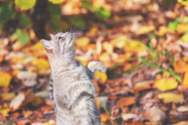 Simpatico gatto grigio divertente che mendica nel giardino d'autunno