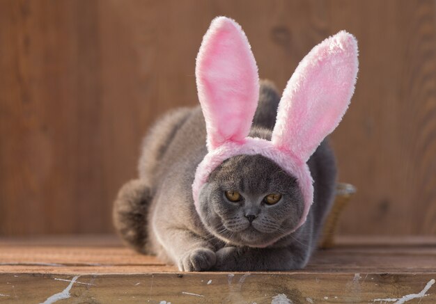 Simpatico gatto grigio divertente nelle orecchie da coniglio