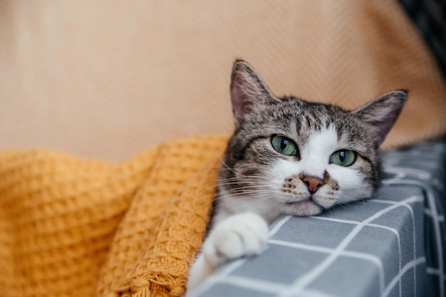 Simpatico gatto grigio giace su una poltrona in una coperta arancione