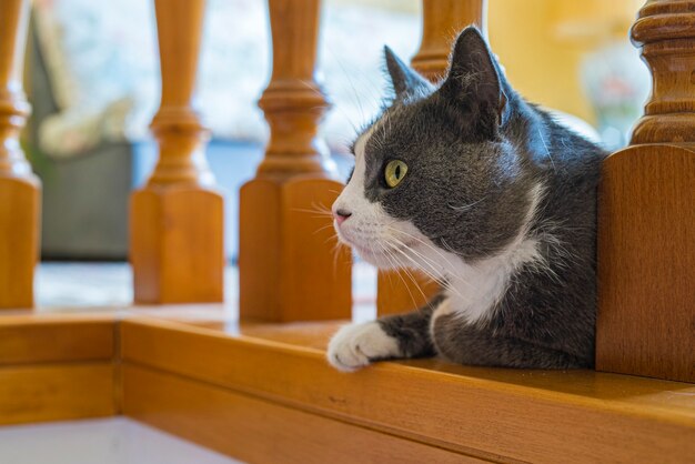 Simpatico gatto grigio gioca in casa durante il giorno