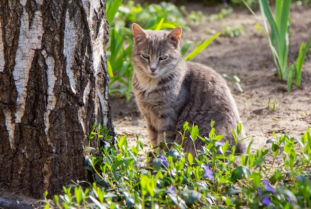 Simpatico gatto grigio, godendo il caldo clima soleggiato in un giardino di primavera, seduto vicino all'albero.