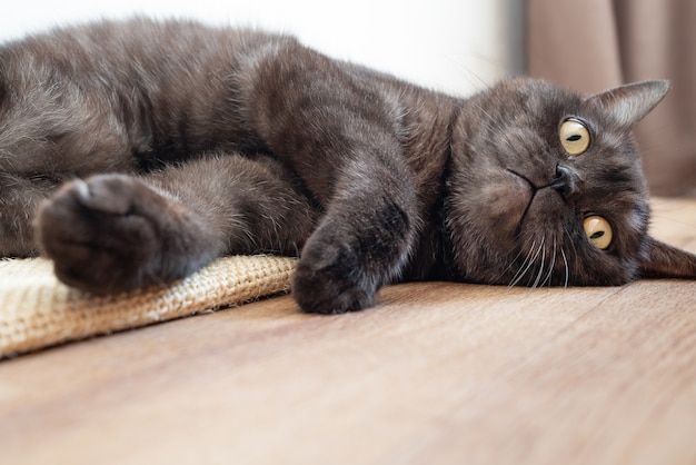 Simpatico gatto grigio posa sul pavimento con una faccia buffa. Tema amico degli animali. Copia spazio