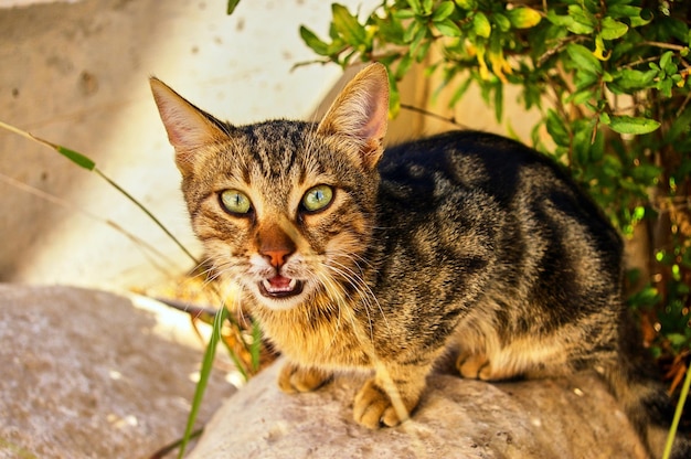 Simpatico gatto grigio ti guarda