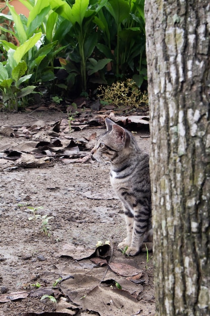 Simpatico gatto in giardino Gatto seduto