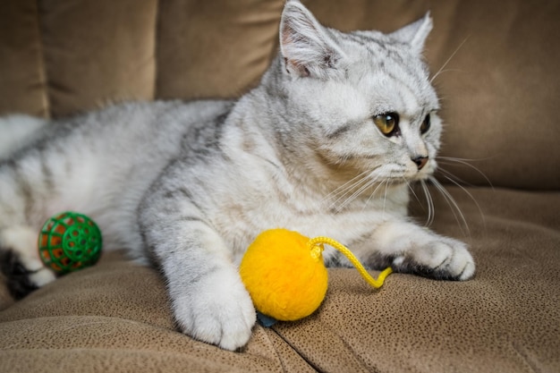 Simpatico gatto leggero che gioca giocattoloChiuda sull'immagine di un giovane gatto grigio su un divano